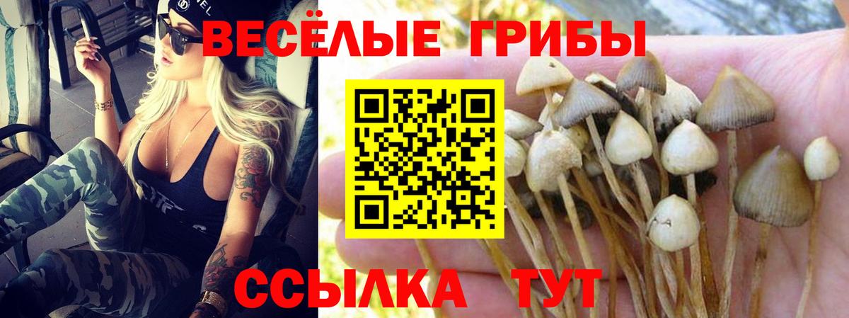 Псилоцибиновые грибы Psilocybine cubensis Ачхой-Мартан